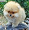 A reserver: chiots type pomeranian male et femelle (non... - Miniature