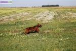 Chiot setter irlandais - Miniature