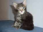 Magnifiques chatons maine coon male et femelle disponibles - Miniature