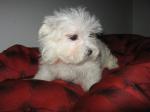 Bébé chiot chiot type bichon maltais femelle a donner - Miniature