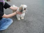 Male shih-tzu adulte - Miniature