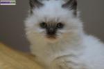 Magnifique chaton british longhair chocolat point - Miniature