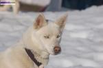 Chiots husky lof - Miniature