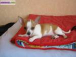 Don de chiot de type chihuahua femelle non lof - Miniature