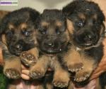 A reserver chiots berger allemand lof - Miniature