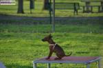 Chiots pinscher lof - Miniature