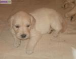 Chiots type golden retriever - Miniature