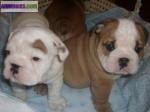 Chiots bulldog anglais a vendre - Miniature