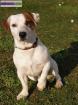 Jack russel lof pour saillie - Miniature