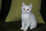 Chatons type british shorthair blancs - Miniature