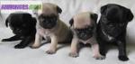 Superbes chiots carlins sables et noir lof - Miniature