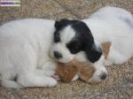 Donne chiots ! - Miniature