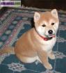 A reserver 4 chiots types shiba inu non lof  - Miniature