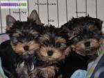 Chiots yorkshire lof (pédigree) - Miniature