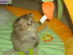 A reserver 1 chaton femelle persan - Miniature