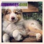 Chiot de type berger australien a adopter - Miniature