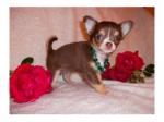 Superbes bebes chihuahua chocolat - Miniature