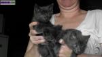 Chatons bleu de russie - Miniature