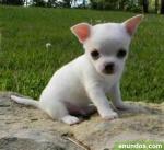 Recherche chihuahua miniature - Miniature