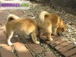 Chiots de type shiba inu a adopter - Miniature