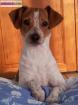 Chien type jack russel - Miniature