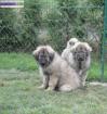 Chiots de garde - sarplaninec disponible - Miniature