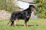 Chiots berger de beauce lof - Miniature