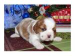 Chiots cavalier king charles - Miniature