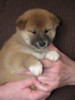 Adorables chiots d'apprence shiba inu non lof - Miniature