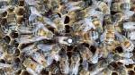 Enlevement essaim abeilles - Miniature