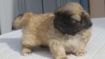 Adorables chiots de type pekinois non lof - Miniature