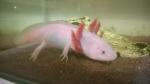 Axolotl albinos - Miniature