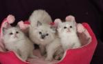 Quatre magnifiques chatons ragdoll - Miniature