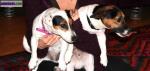 Chiots jack russel - Miniature