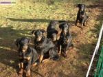 5 chiots beaucerons non lof - Miniature