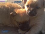         disponible 2 adorables chiots chihuahua à poils... - Miniature