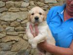 Magnifiques chiots type golden retriever - Miniature