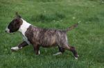 Superbes chiots bull terrier male et femelle non lof - Miniature