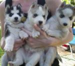 Superbes chiots husky de sibérie non lof - Miniature