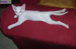 Sphynx peterbald chaton mâle disponible (:siamois/oriental... - Miniature