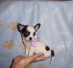 Chiot type chihuahua femelle disponible de suite - Miniature