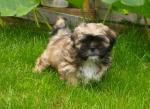 A donner shih tzu - Miniature