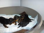 Chiots yorkhsire - Miniature
