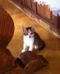 Chaton - Miniature