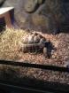 Tortue et sont vivarium terrarium  - Miniature