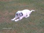 Chiots setter anglais - Miniature