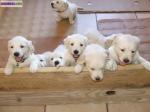 A reserver golden retriever non lof - Miniature