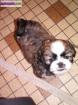 Chiot type shih tzu - Miniature