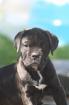 Chiots cane corso - Miniature