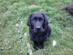 Chiot type labrador - Miniature